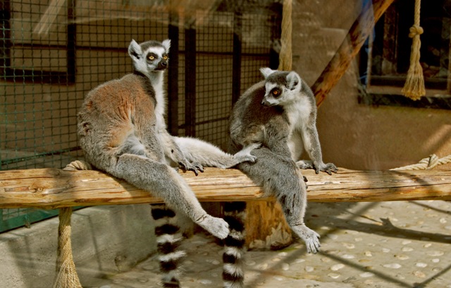 zoo